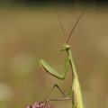 Kudlanka nábožná (Mantis religiosa)