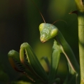 Kudlanka nábožná (Mantis religiosa)
