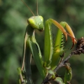 Kudlanka nábožná (Mantis religiosa)