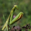 Kudlanka nábožná (Mantis religiosa)