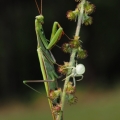 Kudlanka nábožná (Mantis religiosa)...