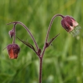 Kuklík potoční (Geum rivale)