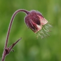 Kuklík potoční (Geum rivale)
