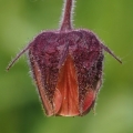 Kuklík potoční (Geum rivale)