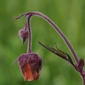 Kuklík potoční (Geum rivale)