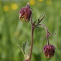 Kuklík potoční (Geum rivale)
