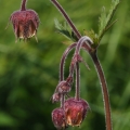 Kuklík potoční (Geum rivale)