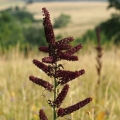 Kýchavice černá (Veratrum nigrum)