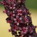 Kýchavice černá (Veratrum nigrum)