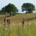 Kýchavice černá (Veratrum nigrum)