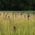 Kýchavice černá (Veratrum nigrum)
