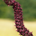 Kýchavice černá (Veratrum nigrum)