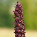 Kýchavice černá (Veratrum nigrum)