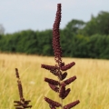 Kýchavice černá (Veratrum nigrum)