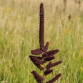 Kýchavice černá (Veratrum nigrum)