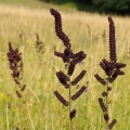 Kýchavice černá (Veratrum nigrum)
