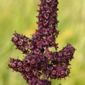Kýchavice černá (Veratrum nigrum)
