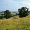 Kýchavice černá (Veratrum nigrum)