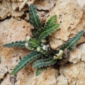 Kyvor lékařský (Ceterach officinarum)