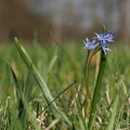 Ladoňka dvoulistá pravá rakouská (Scilla...