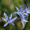 Ladoňka dvoulistá pravá rakouská (Scilla...