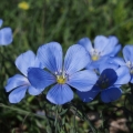 Len rakouský (Linum austriacum)