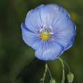 Len vytrvalý (Linum perenne)