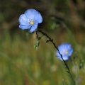 Len vytrvalý (Linum perenne)