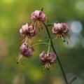 Lilie zlatohlavá (Lilium martagon)