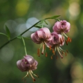 Lilie zlatohlavá (Lilium martagon)