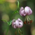 Lilie zlatohlavá (Lilium martagon)