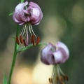 Lilie zlatohlavá (Lilium martagon)