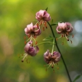 Lilie zlatohlavá (Lilium martagon)