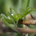 Maloočka smaragdová (Micrommata virescens)
