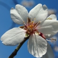 Mandloň obecná (Prunus dulcis)