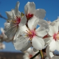Mandloň obecná (Prunus dulcis)
