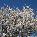 Mandloň obecná (Prunus dulcis)