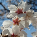 Mandloň obecná (Prunus dulcis)