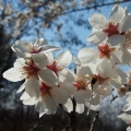 Mandloň obecná (Prunus dulcis)