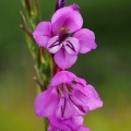 Mečík střechovitý (Gladiolus imbricatus)