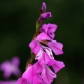 Mečík střechovitý (Gladiolus imbricatus)