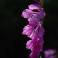 Mečík střechovitý (Gladiolus imbricatus)