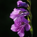 Mečík střechovitý (Gladiolus imbricatus)