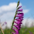 Mečík střechovitý (Gladiolus imbricatus)