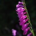 Mečík střechovitý (Gladiolus imbricatus)