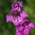 Mečík střechovitý (Gladiolus imbricatus)