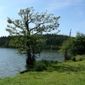Medlovský rybník