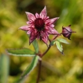 Mochna bahenní (Potentilla palustris)