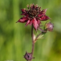Mochna bahenní (Potentilla palustris)