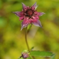Mochna bahenní (Potentilla palustris)